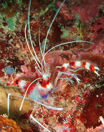 Banded Coral Shrimp by Durand Gerald 