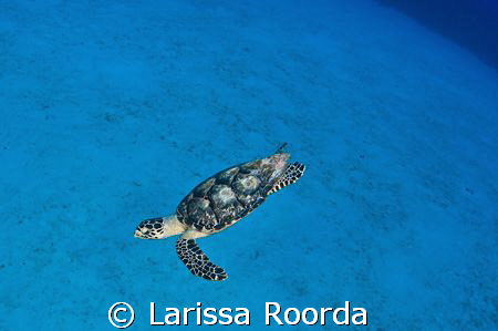 LUNAR LANDING of a Hawksbill Sea Turtle by Larissa Roorda 