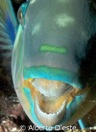 Parrotfish sleeping -  night dive in Maldives by Alberto D'este 