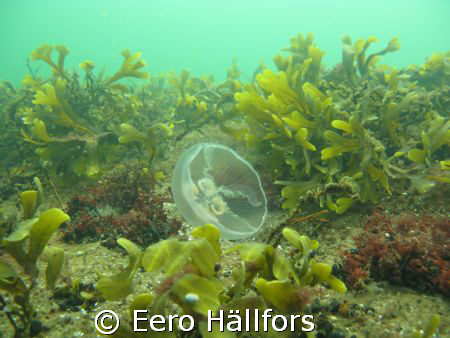 Jellyfish, Taken in Hanko Finland 30.8 by Eero Hällfors 