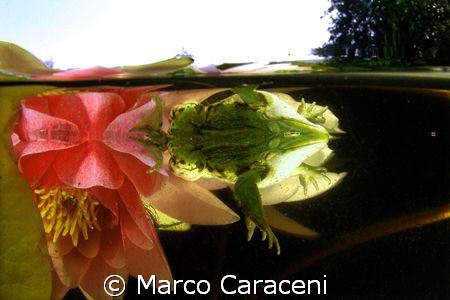 REFLECTIONS by Marco Caraceni 