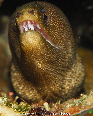 Golden-brown spotted murray eel. Taken at Kline Bonaire w... by Candido Gonzalez-Alonso 