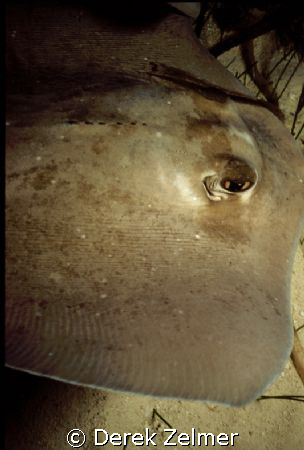 Southern stingray, night shot, San Salvador, Bahamas. Nik... by Derek Zelmer 