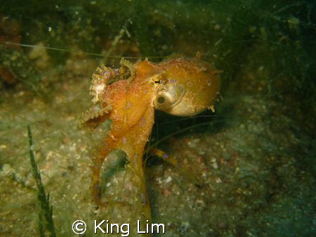 blue ring octopus by King Lim 