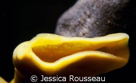 It's a sponge taken at about 40 metres.  I liked the shap... by Jessica Rousseau 