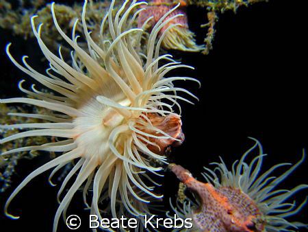 Gorgonian wrapper, leopard anemone, Canon S70 , Macro Lens by Beate Krebs 