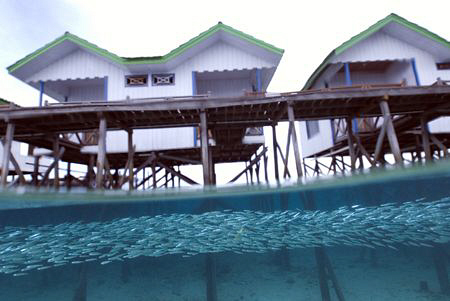 Schooling fish under my hut on Darawan island, Borneo, In... by Erika Antoniazzo 