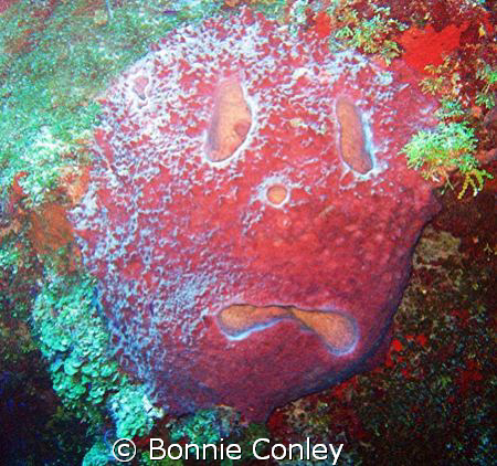  "Sponge Bob" in Grand Cayman.  Photo taken July 2008 wit... by Bonnie Conley 
