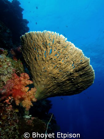 hard coral with softcoral by Bhoyet Etpison 