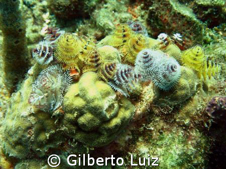 Isla Rosario/Cartagena by Gilberto Luiz 