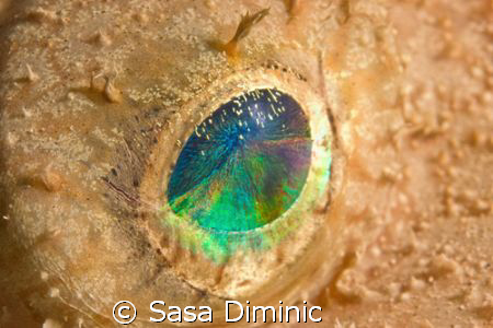 Eye - big one by Sasa Diminic 