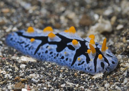 Phyllidia coelestis. Lembeh straits. D200, 60mm. by Derek Haslam 