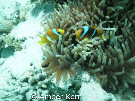 red sea anemone fish in their anemone by Amber Kerr 