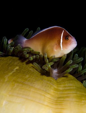 Just another Clownfish.. D100 60mm by Eric Orchin 