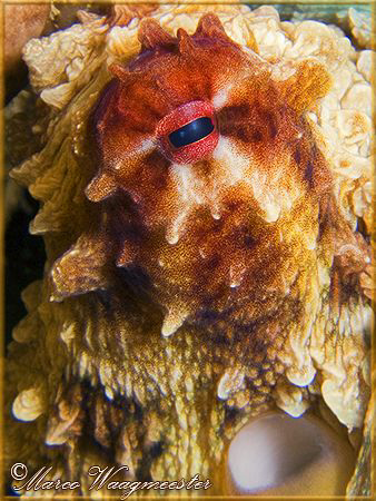 Portrait of an Octopus (Canon G9, D2000w, UCL165) by Marco Waagmeester 