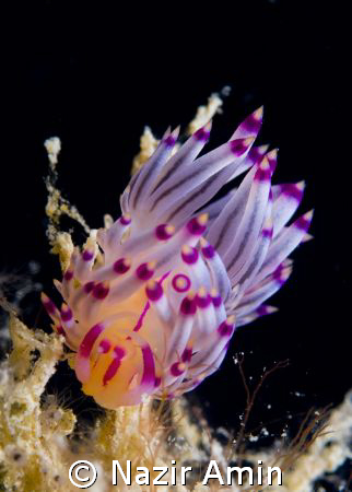 Flabelina Rubrolineata by Nazir Amin 