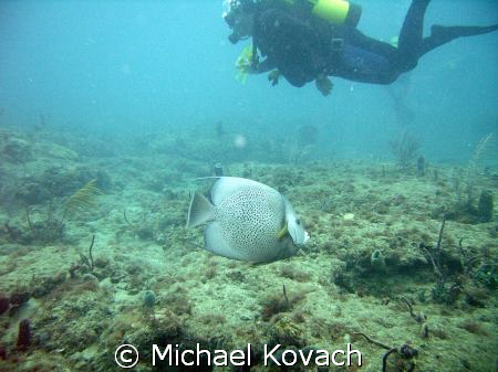 Dive and French Angelfish enjoying the inside reef at Lau... by Michael Kovach 
