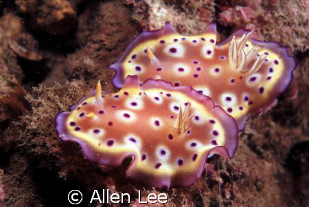 nudibranch(Chromodoris tritos).Nikon F100,60mm,f19,1/90,Y... by Allen Lee 