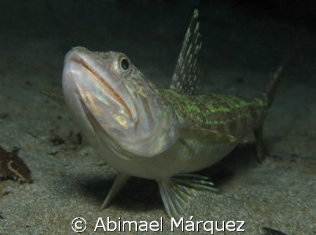 Sand Diver, PR. by Abimael Márquez 