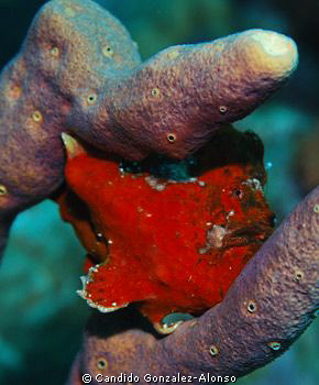 I had the oportunity to watch this "Frog Fish for a while... by Candido Gonzalez-Alonso 