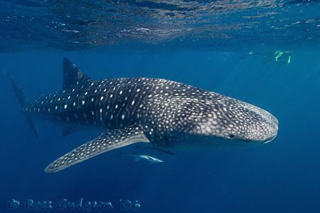 One of the many whalesharks that visit Ningaloo Reef annu... by Ross Gudgeon 