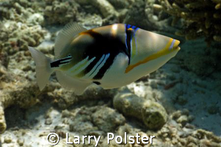 Picasso Trigger by Larry Polster 