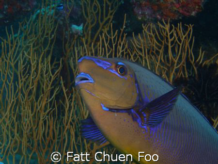 A very curious Unicornfish looking into my lens by Fatt Chuen Foo 