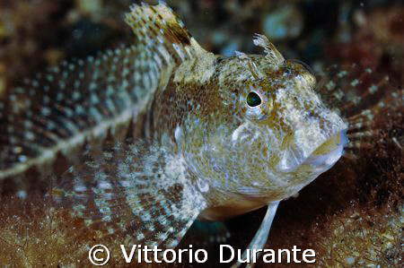 Parablennius Gattorugine by Vittorio Durante 