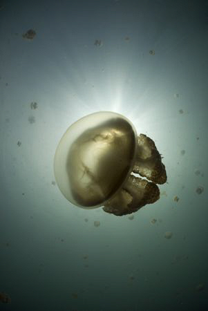 Non stinging Jellyfish in lake Kakaban. Taken while snork... by Erika Antoniazzo 