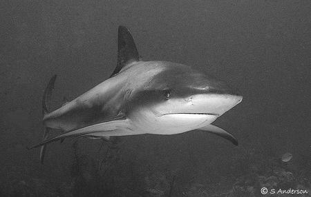 This Caribbean Reef Shark is on patrol as he swims from t... by Steven Anderson 