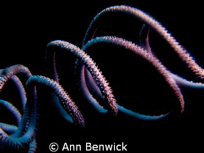 Whip coral by Ann Benwick 