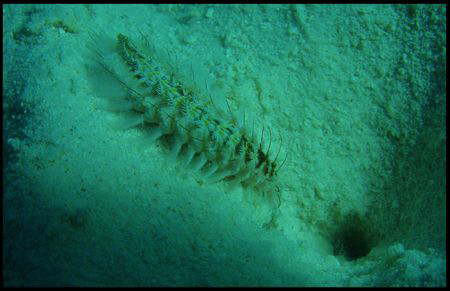 "Ver à ecaille" (phylum polynoidae),no more information a... by Durand Gerald 