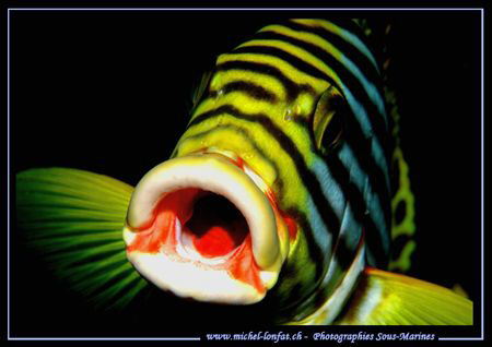 Hello - Ohhhhhhhhhhhh :O).... by Michel Lonfat 