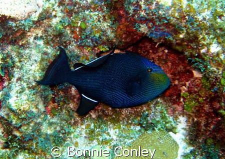 Black Durgon seen July 2008 at Grand Cayman.  Photo taken... by Bonnie Conley 