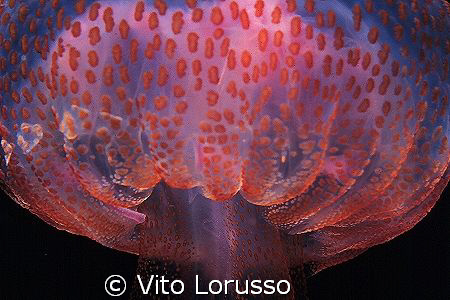 Jellyfishs - Pelagia noctiluca by Vito Lorusso 