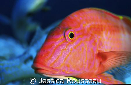 A goat fish taken with 60mm Nikon with F90x in a subal, s... by Jessica Rousseau 