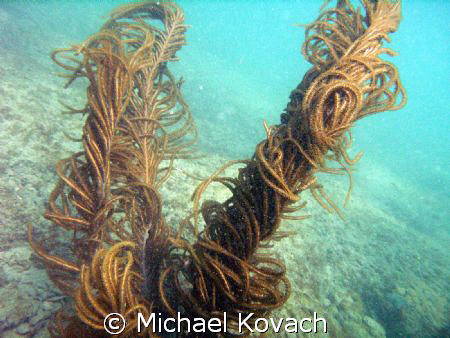 Inside reef at Lauderdale by the Sea by Michael Kovach 
