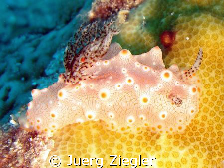 Do you really think I am beautiful ? by Juerg Ziegler 