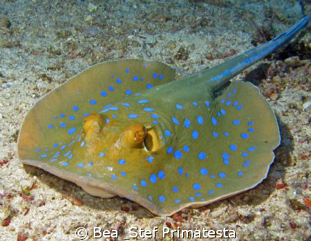 Bluespotted stingray (Taeniura lymna) by Bea & Stef Primatesta 