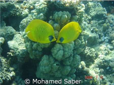 red sea 
BY :MOHAMED SABER by Mohamed Saber 