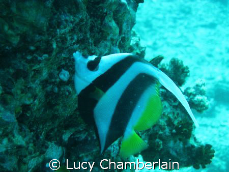 Longfin Banner fish by Lucy Chamberlain 