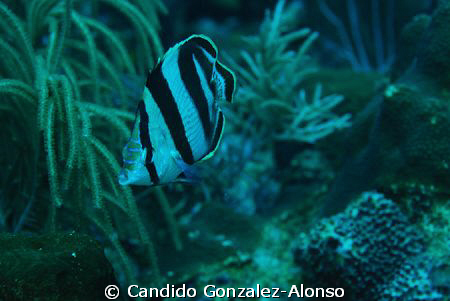 Banded butterfly fish by Candido Gonzalez-Alonso 