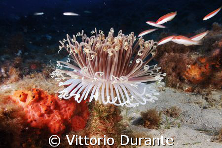 Cerianthus Membranaceus by Vittorio Durante 
