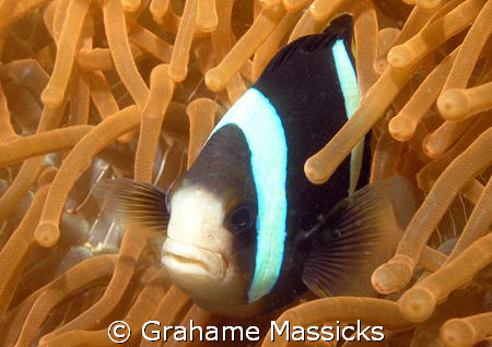 Shot off Tioman Island, Peninsula Malaysia, using my Olym... by Grahame Massicks 