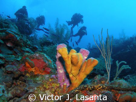 window dive site in parguera area..PUERTO RICO..... by Victor J. Lasanta 
