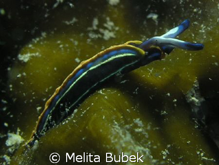 little slug Thuridilla hopei on 7m depth/ Sistiana, Tries... by Melita Bubek 