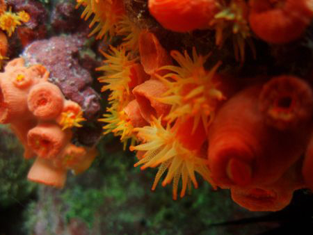 Beautiful color of "tubastraea coccinea" by Durand Gerald 
