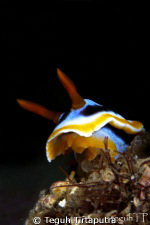 Chromodoris annae, nudibranch. Catured using Canon EOS 40... by Teguh Tirtaputra 