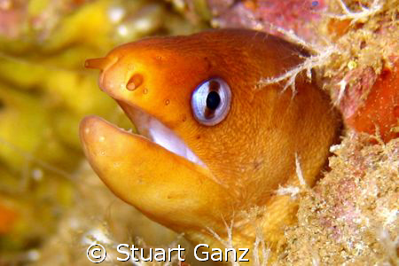 Dwaft Moray, Taken at Three Tables, on Oahu's North shore.  by Stuart Ganz 