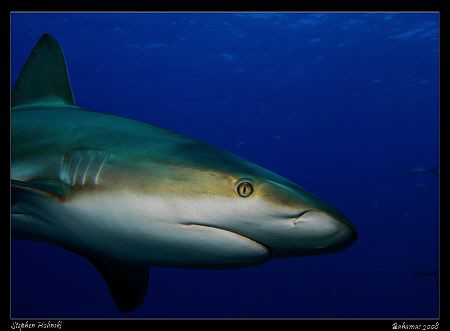 Just got home from a week in the Bahamas; did a shark div... by Stephen Holinski 